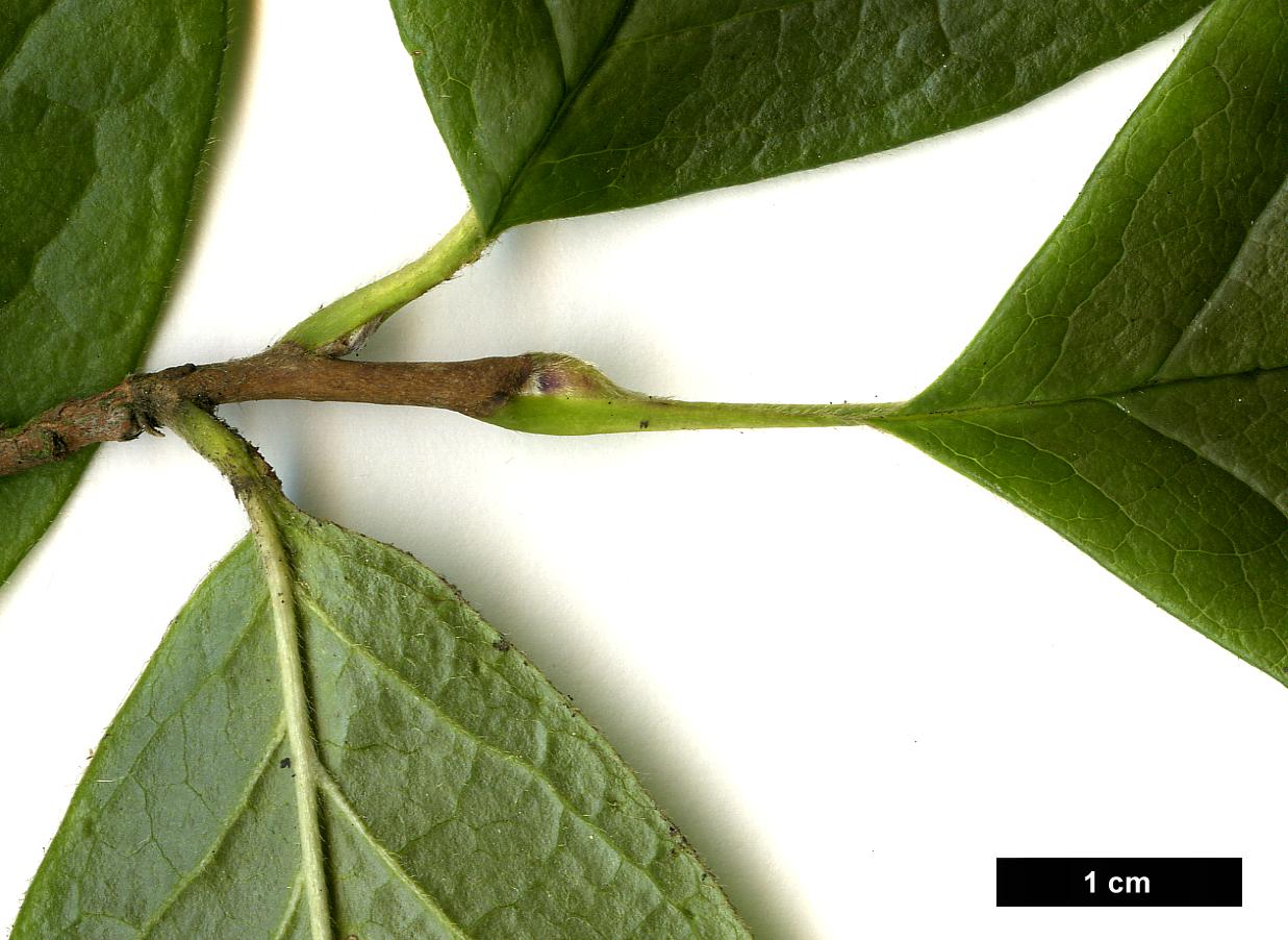 High resolution image: Family: Theaceae - Genus: Stewartia - Taxon: ovata - SpeciesSub: 'White Satin'